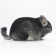 standard grey chinchilla pictures photos photographs images